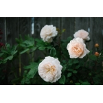 Crocus Rose / Крокус Роуз